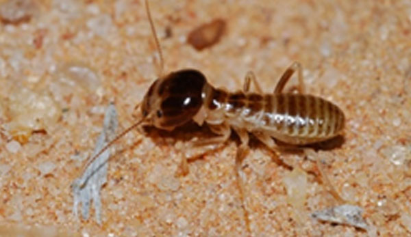 A'Africa Pest Prevention | The danger of termites | Harvester Termites