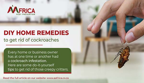 A'Africa Pest Prevention | DIY home remedies to get rid of cockroaches