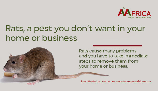 A'Africa Pest Prevention | Rats - a pest you don't want in your home or business